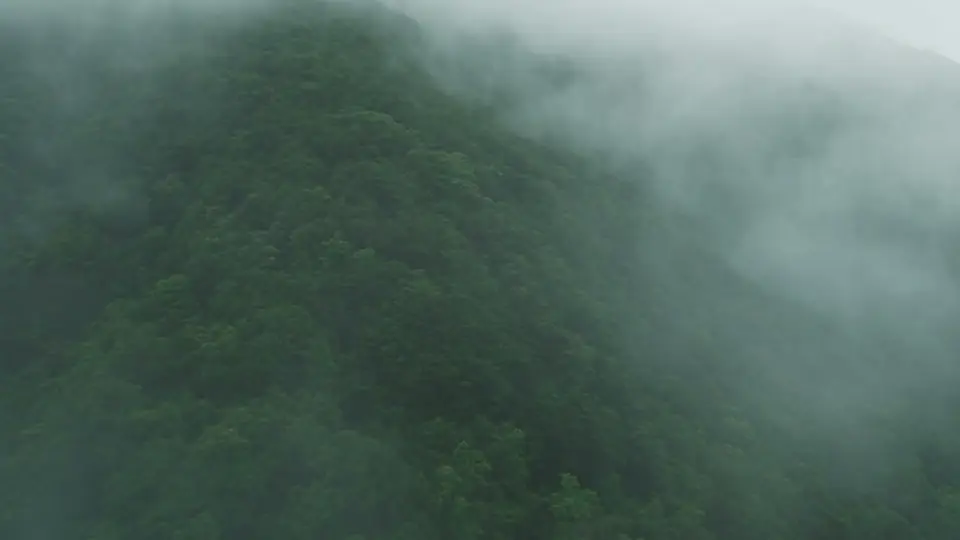 Mist over a dense green jungle canopy.
